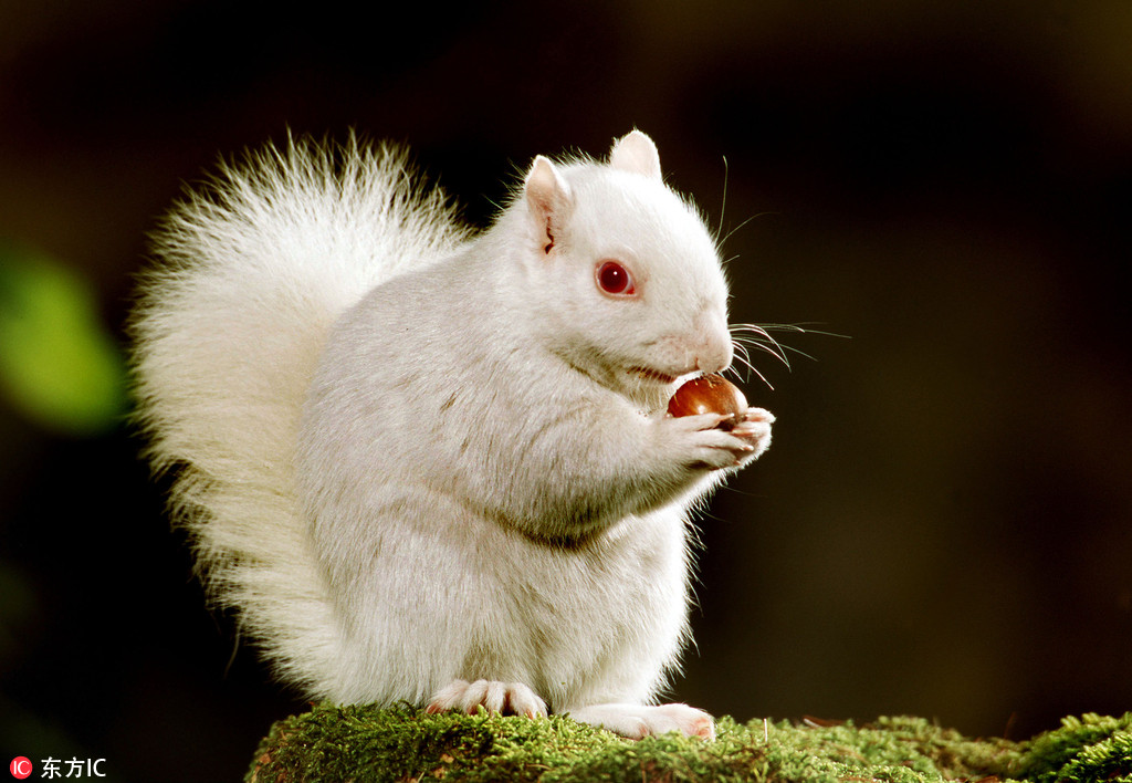 罕见白色动物 全身雪白萌态十足