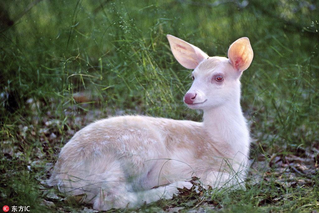 罕见白色动物 全身雪白萌态十足【5】