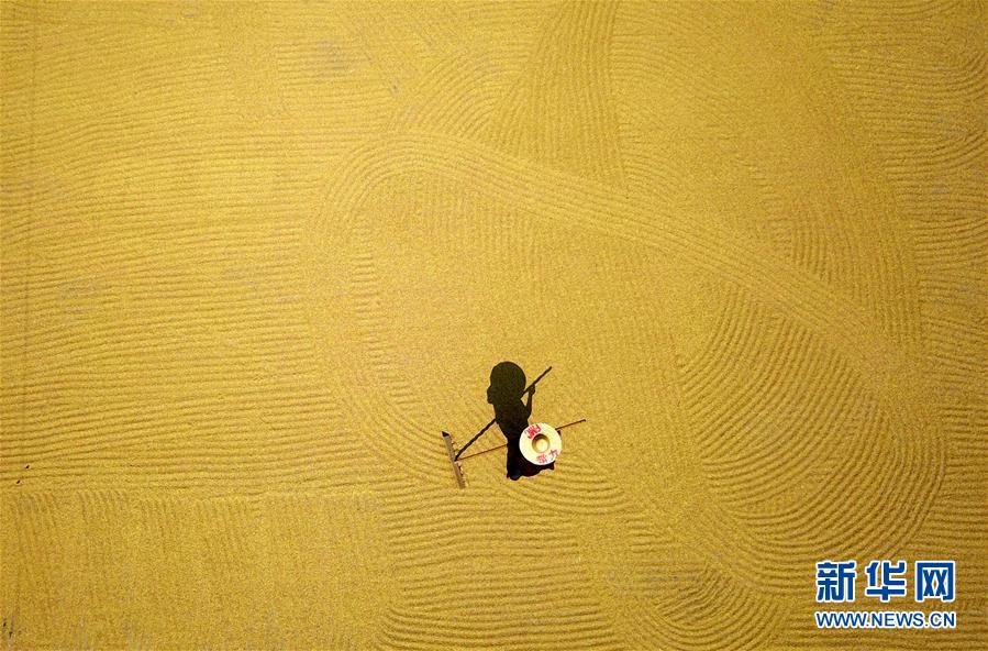 广西鹿寨：制种水稻丰收