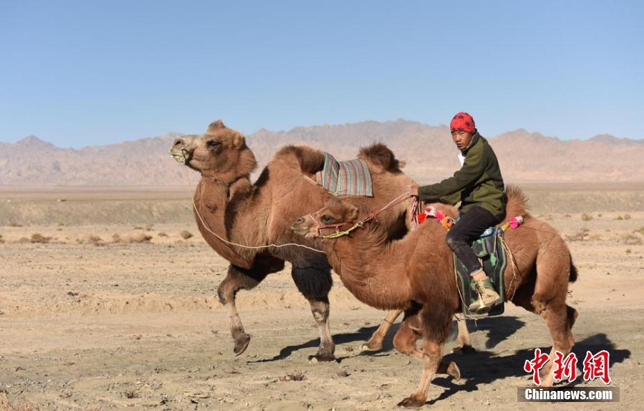 甘肃戈壁小城办骆驼文化节 300余峰骆驼“参赛”