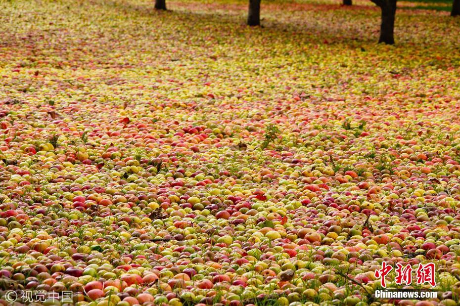 飓风吹过爱尔兰 掉落苹果铺满果园