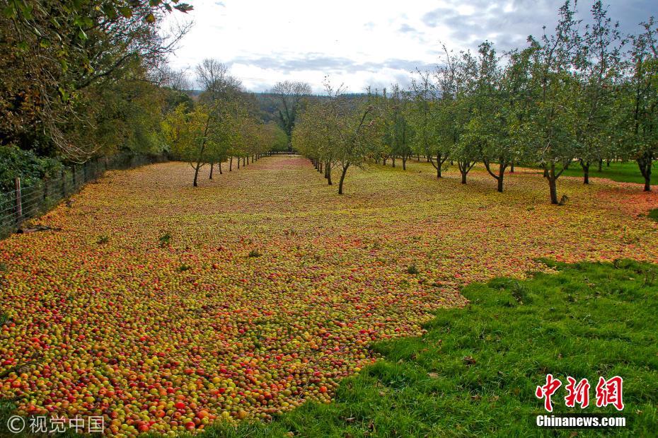 飓风吹过爱尔兰 掉落苹果铺满果园