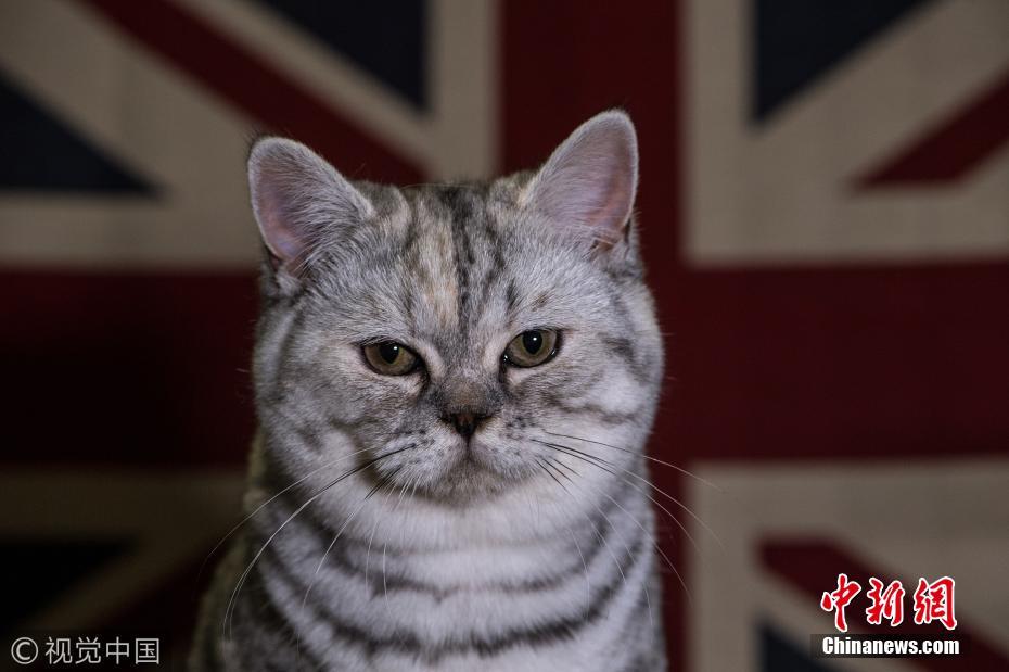 英国伯明翰举行名猫展 喵星人神态各异萌翻了