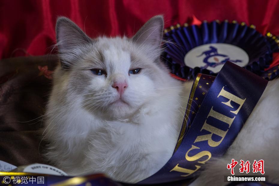 英国伯明翰举行名猫展 喵星人神态各异萌翻了
