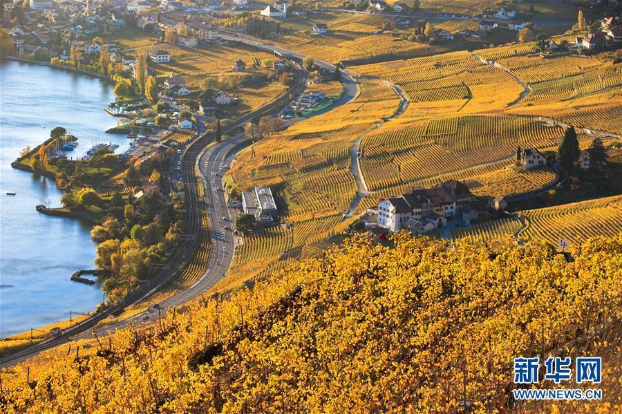 瑞士拉沃葡萄园深秋景色迷人