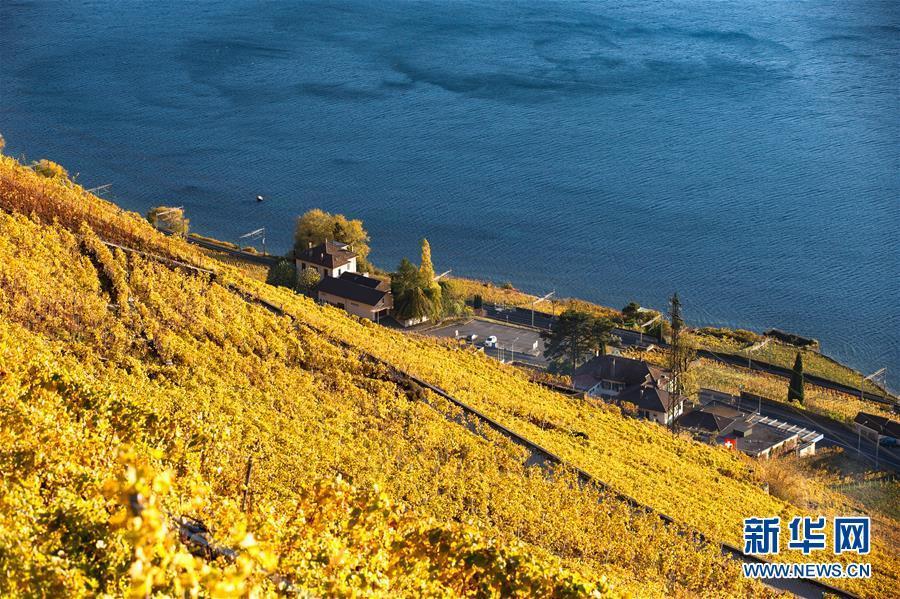 瑞士拉沃葡萄园深秋景色迷人