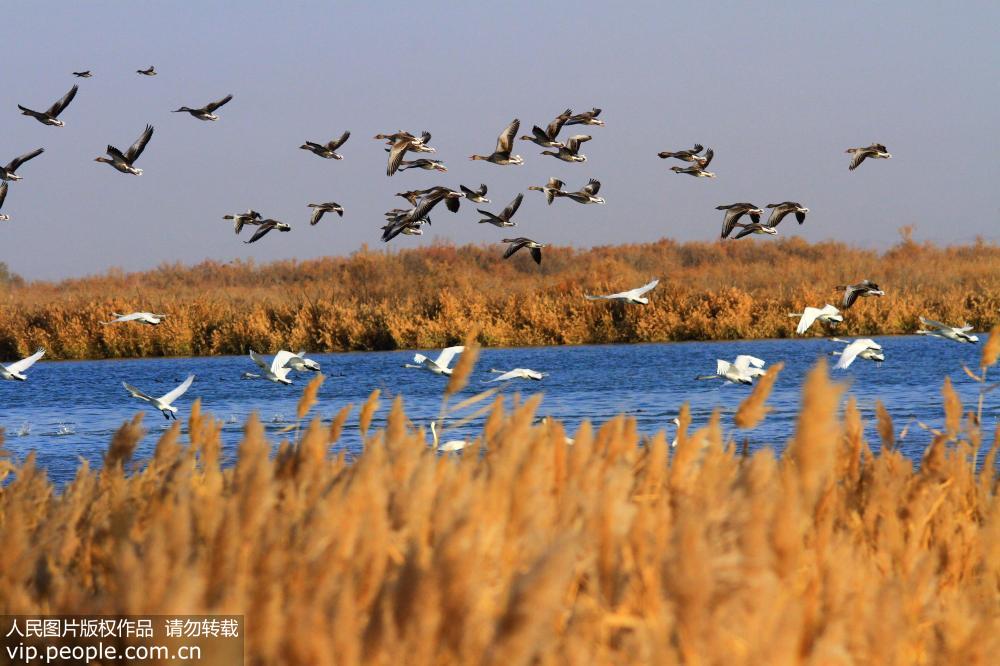 大批天鹅来到甘肃张掖黑河湿地越冬【2】