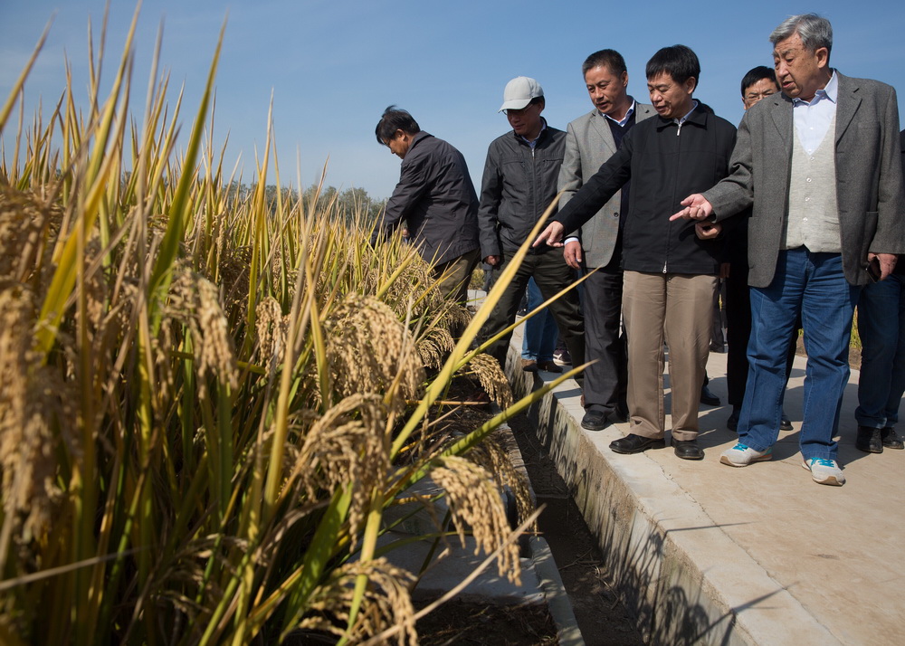 10月31日，专家在江苏省沭阳县青伊湖农场查看嘉优中科1号水稻生长情况。