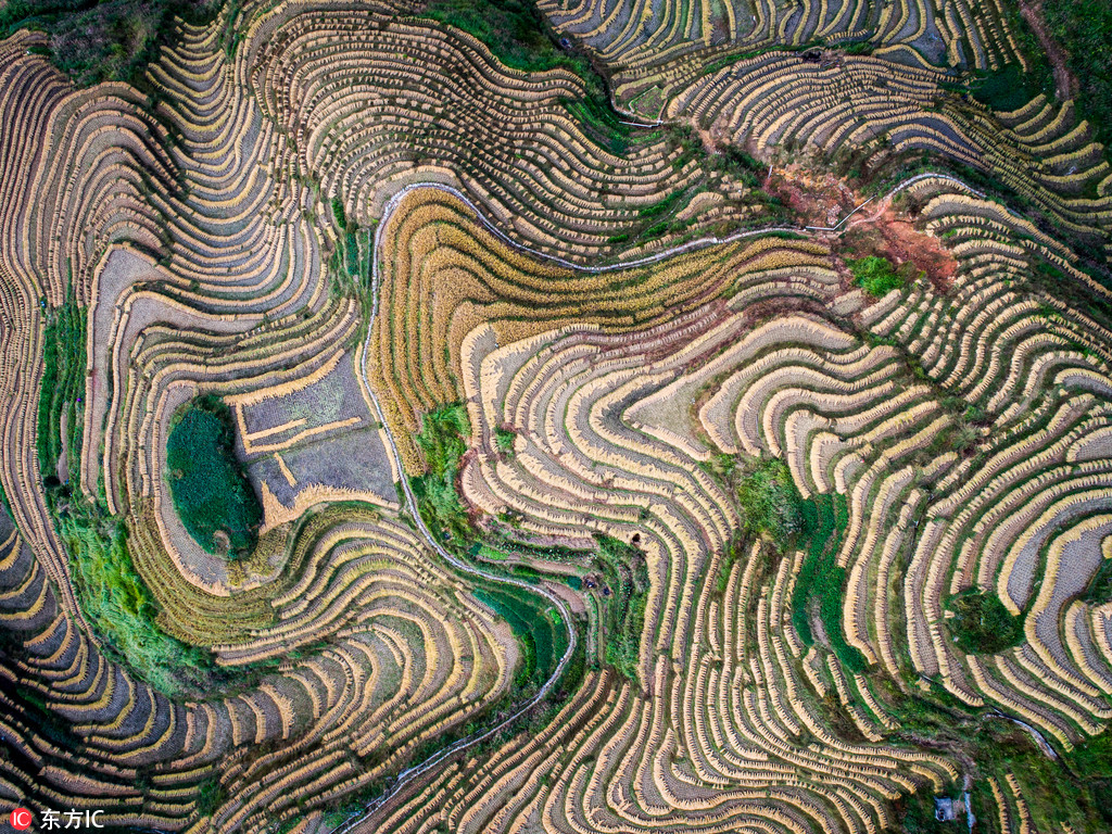 航拍稻谷收割后的龙脊梯田 曲线纵横蔚为壮观