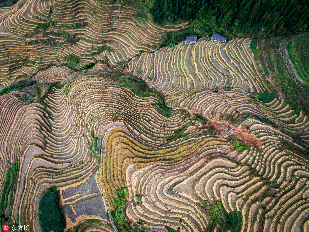 航拍稻谷收割后的龙脊梯田 曲线纵横蔚为壮观【2】