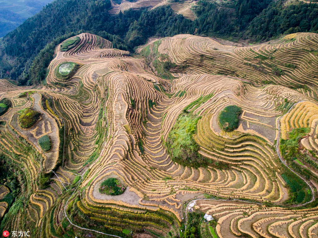 航拍稻谷收割后的龙脊梯田 曲线纵横蔚为壮观【3】