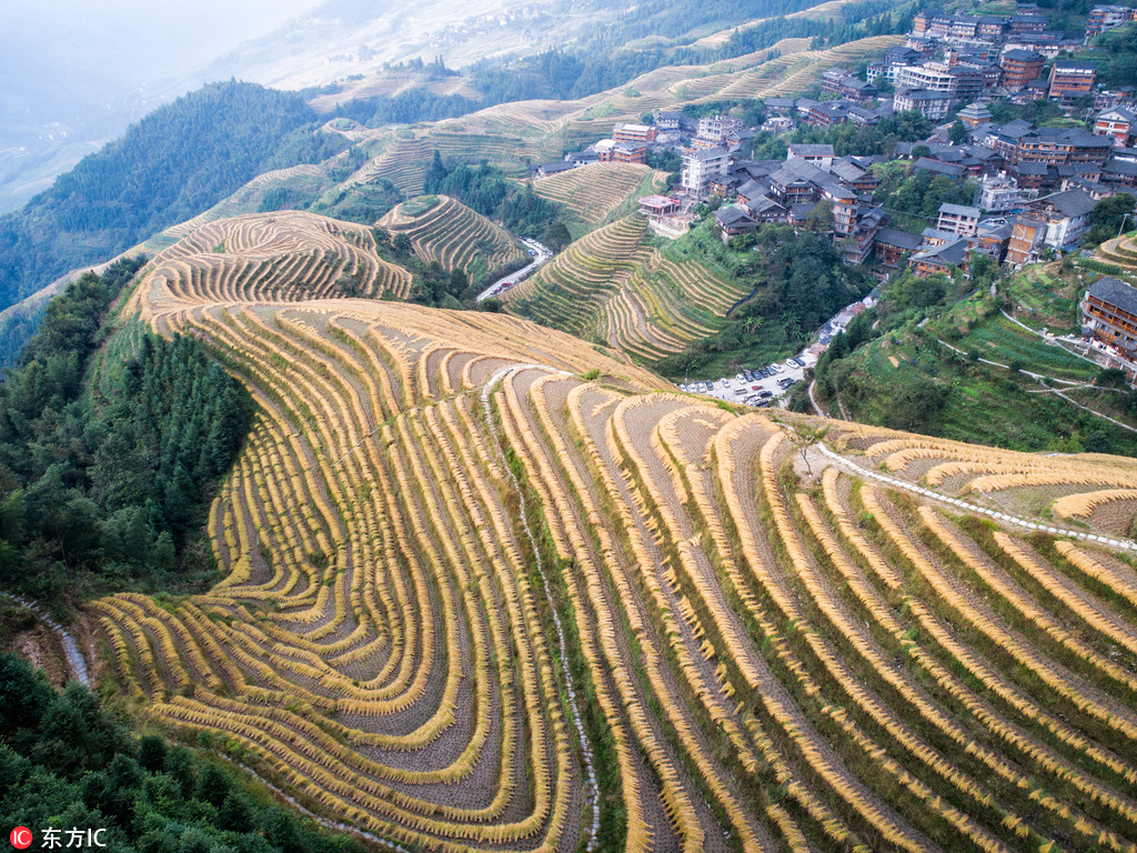 航拍稻谷收割后的龙脊梯田 曲线纵横蔚为壮观【4】