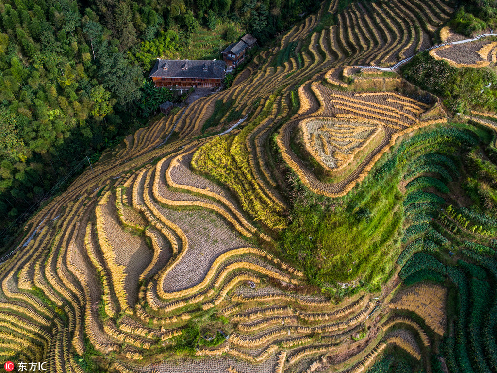 航拍稻谷收割后的龙脊梯田 曲线纵横蔚为壮观【5】