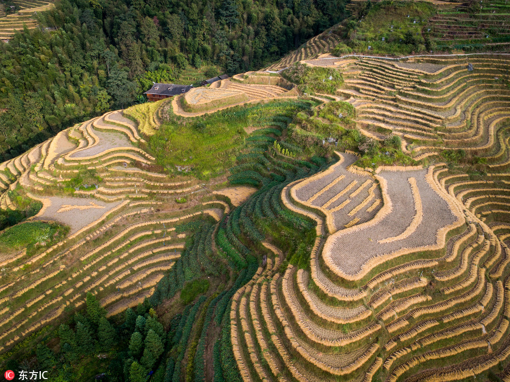航拍稻谷收割后的龙脊梯田 曲线纵横蔚为壮观【6】