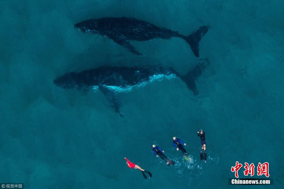 摄影师航拍座头鲸迁徙 潜水员与庞然大物同框