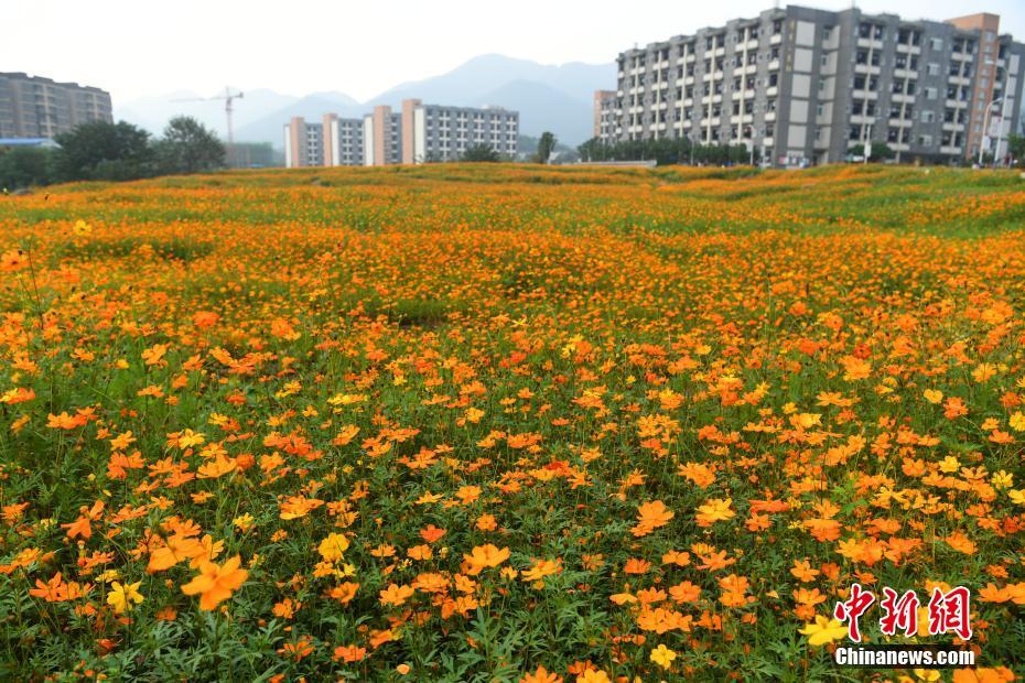 重庆一高校上万平米格桑花盛开 形成美丽花海