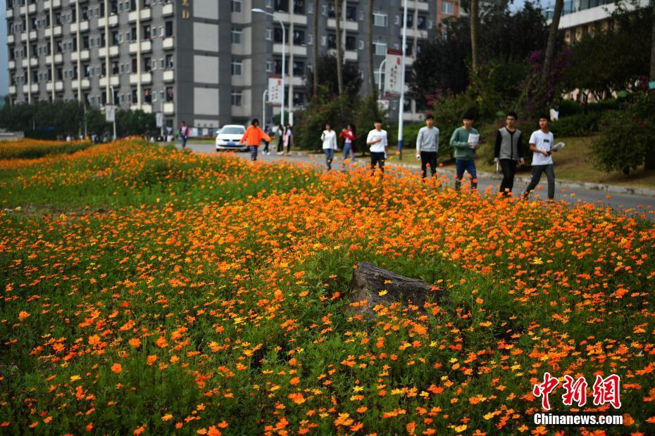 重庆一高校上万平米格桑花盛开 形成美丽花海