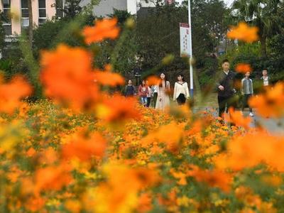  重庆一高校上万平米格桑花盛开 形成美丽花海