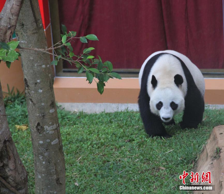 探访印尼熊猫馆 中国大熊猫开心萌萌哒