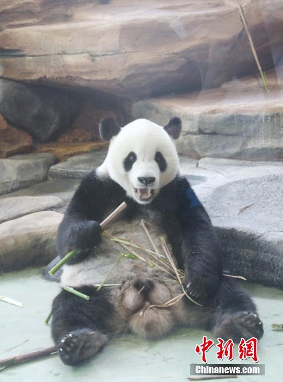 探访印尼熊猫馆 中国大熊猫开心萌萌哒