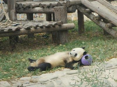  享受初冬暖阳 大熊猫平躺在地晒肚皮