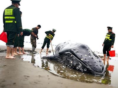  3吨重座头鲸搁浅启东海滩 营救5小时脱困