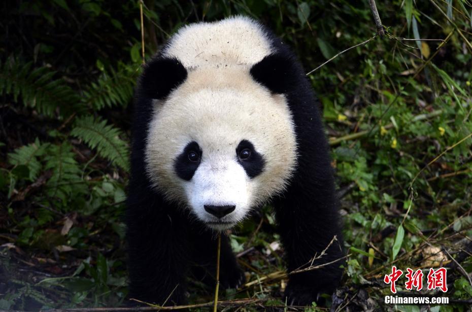 大熊猫“八喜”、“映雪”即将回归大自然