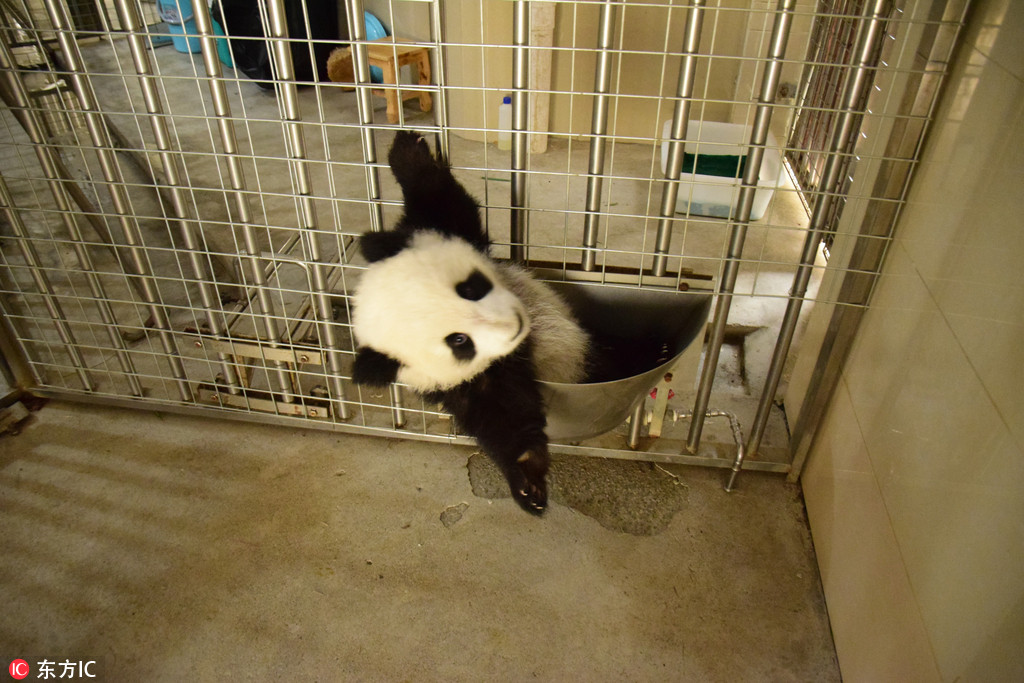 四川成都：熊猫宝宝独自玩耍摔跟头 呆萌逗趣