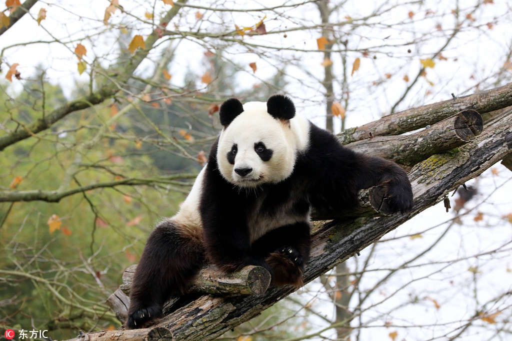旅法大熊猫“圆仔”在动物园内玩耍 登高“博眼球”