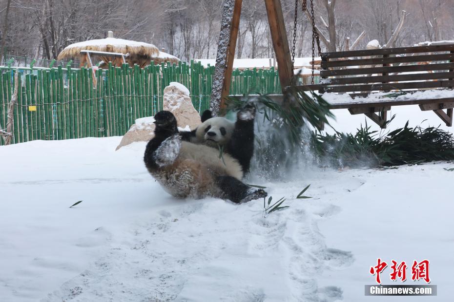 大熊猫“思嘉”雪中撒欢打滚儿萌态百出