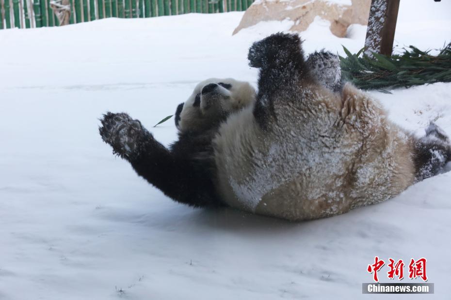 大熊猫“思嘉”雪中撒欢打滚儿萌态百出
