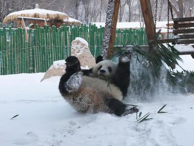  大熊猫“思嘉”雪中撒欢打滚儿萌态百出
