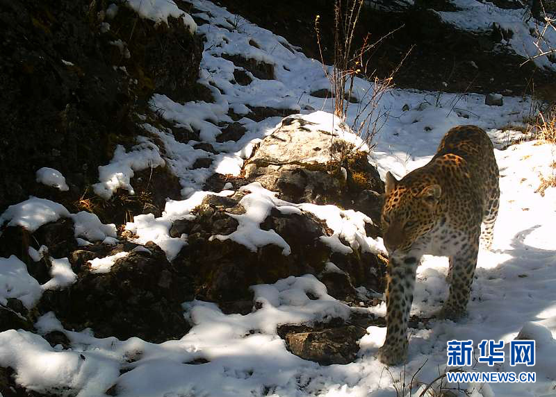 监测显示澜沧江源头地区成金钱豹重要栖息地