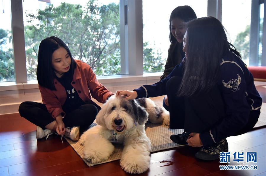 香港大学引进治疗犬为学生减压