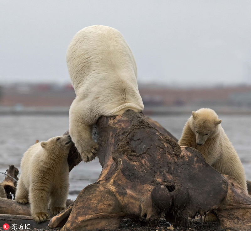 围观谜之被卡的动物“蠢货” 可怜囧样惹人笑
