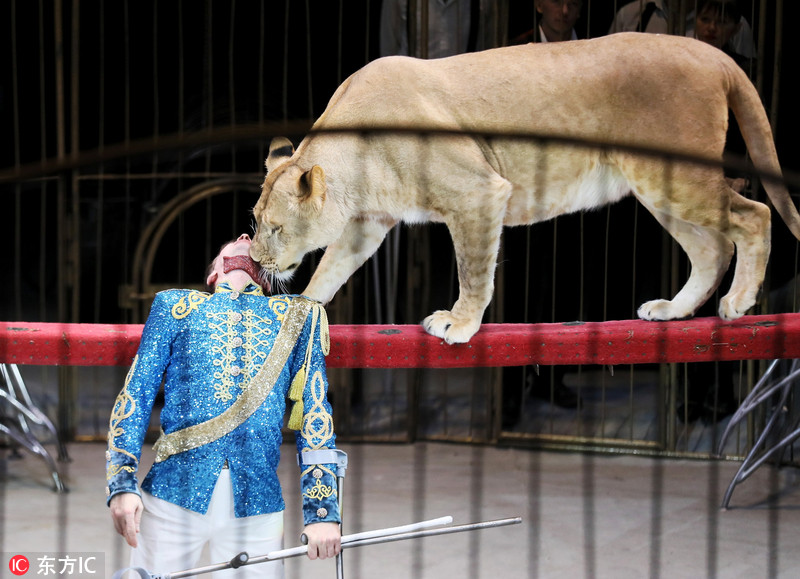 俄罗斯马戏团狮子“双手合十”表情逗乐
