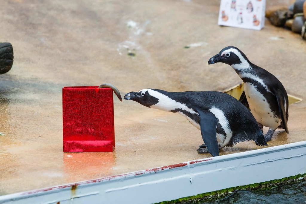 动物们的圣诞礼物