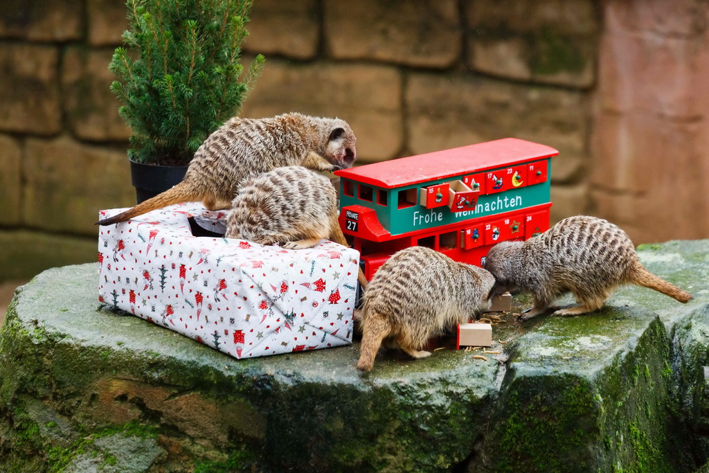 动物们的圣诞礼物