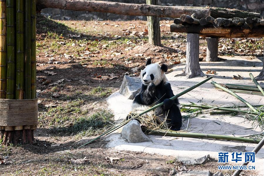 （社会）（6）大熊猫尽享冬日暖阳