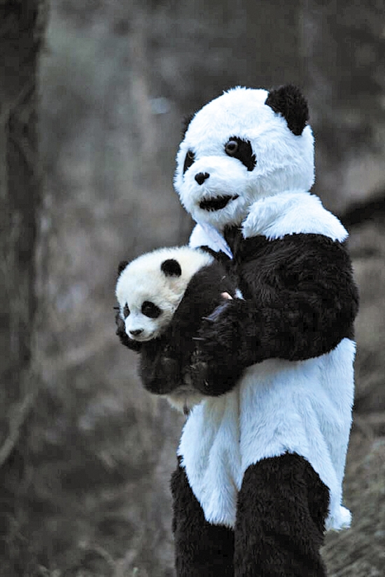熊猫人的日常生活