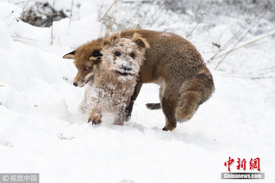 孤儿小狐狸被领养 与家中猎犬成亲密“发小”