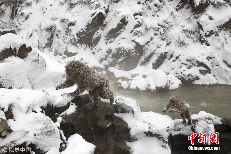 日本野生猕猴雪天泡温泉 惬意十足