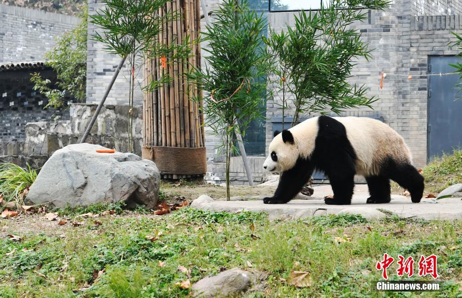 海归大熊猫“暖暖”结束隔离检疫生活