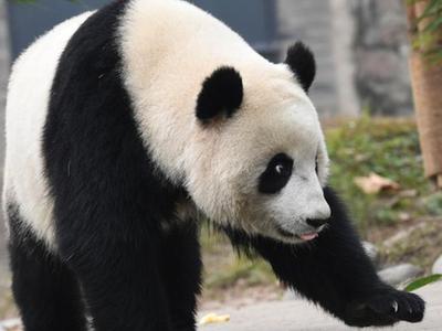  海归大熊猫“暖暖”结束隔离检疫生活
