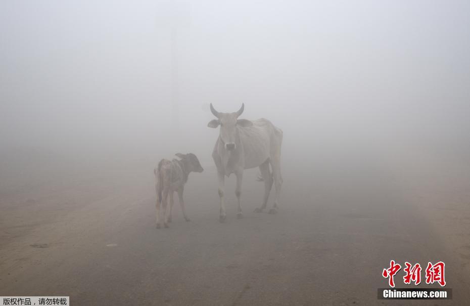 印度首都新德里遭遇强雾霾 路上行人“隐身”