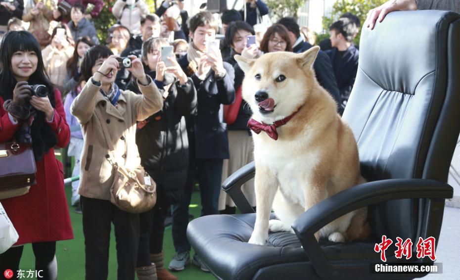日本网红柴犬出席“见面会” 粉丝排长队一睹真容