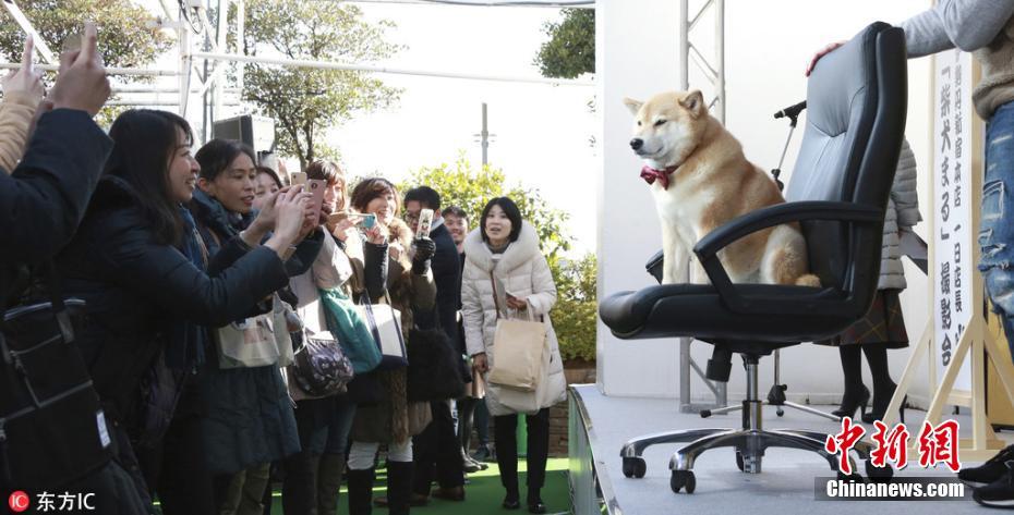 日本网红柴犬出席“见面会” 粉丝排长队一睹真容