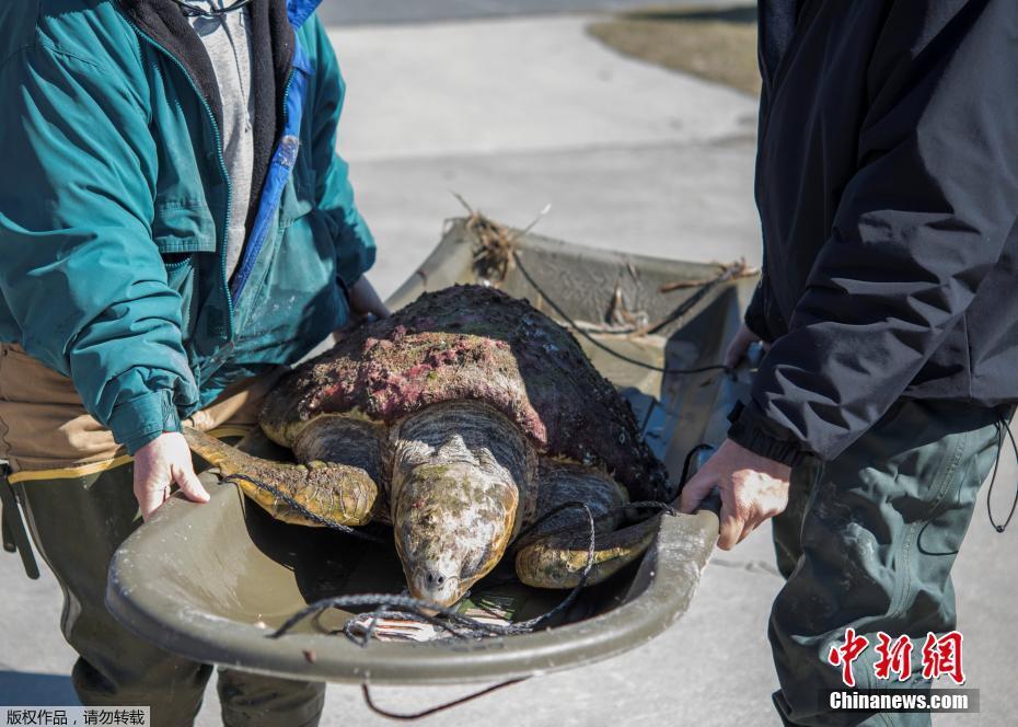 美国佛罗里达州遭寒流侵袭 海龟鬣蜥被冻僵