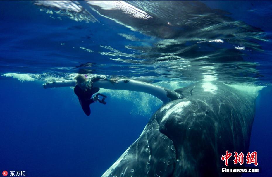 生物学家潜水遇鲨鱼 座头鲸霸气当“护花使者”