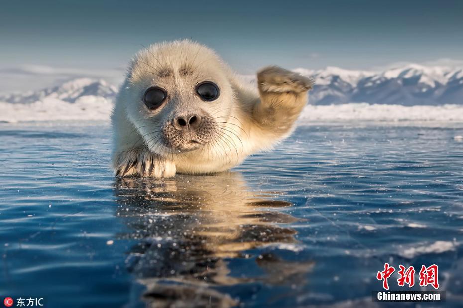 萌翻人！大眼小海豹趴在冰上对镜头招手致意